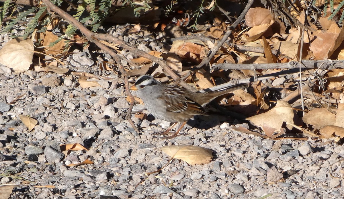 Chingolo Coroniblanco - ML646411520