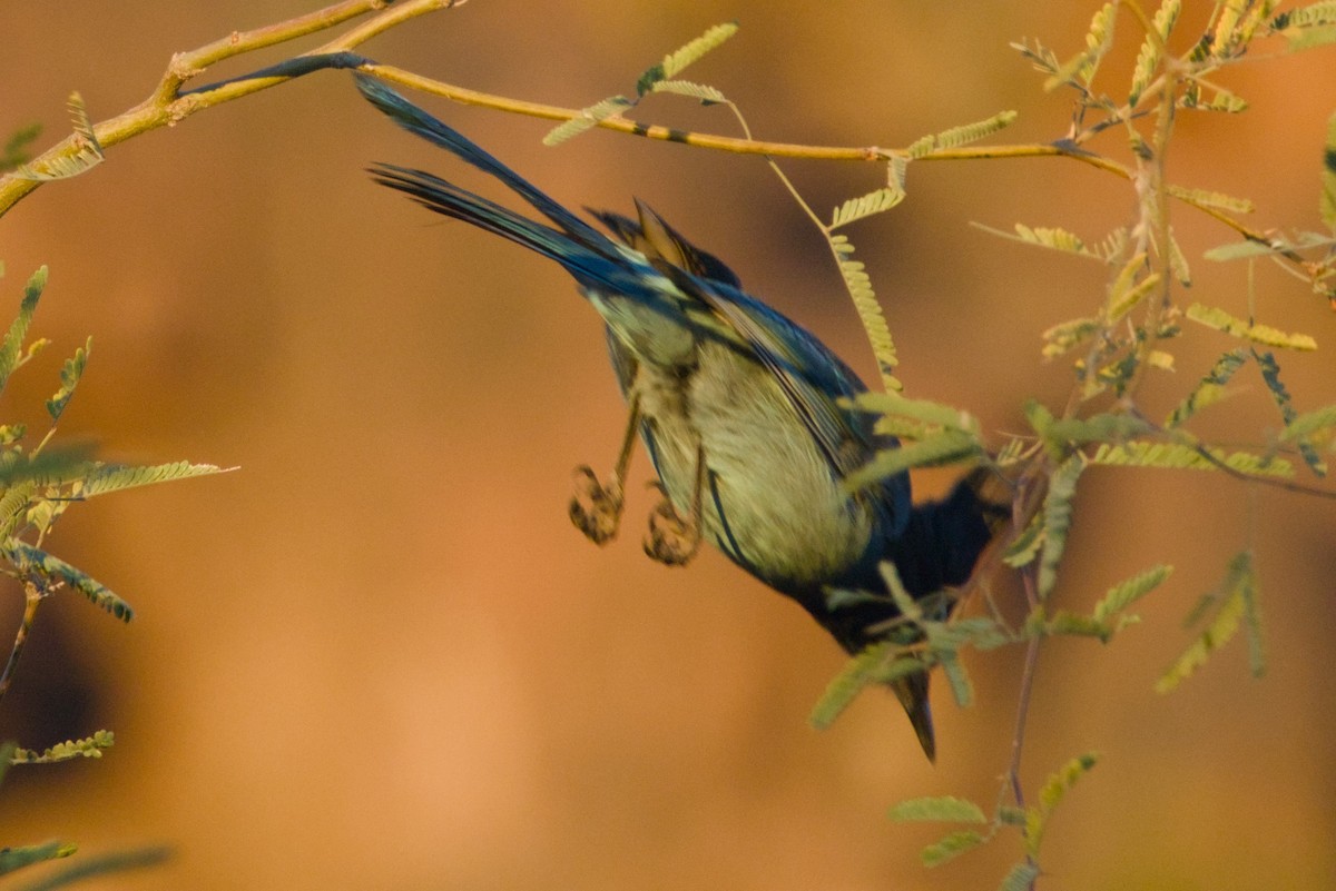 Steller Kargası [diademata grubu] - ML646411521