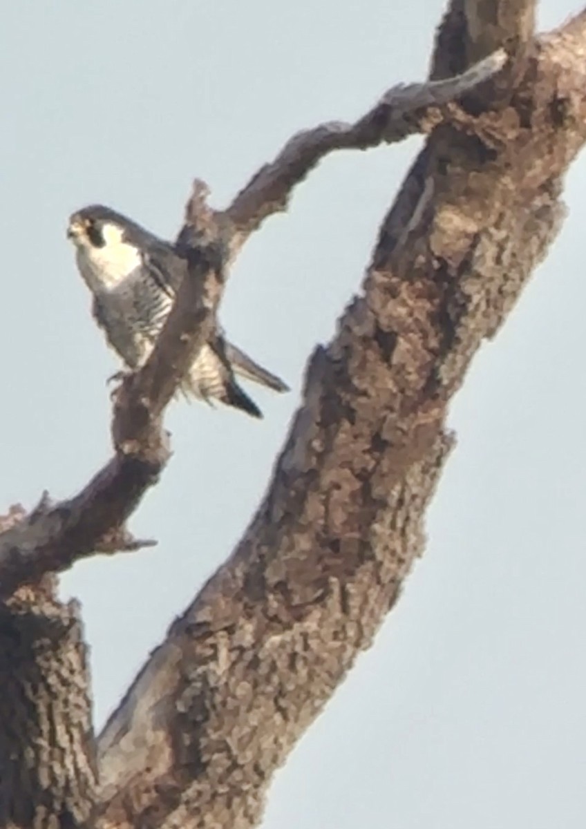 Peregrine Falcon - ML646411523