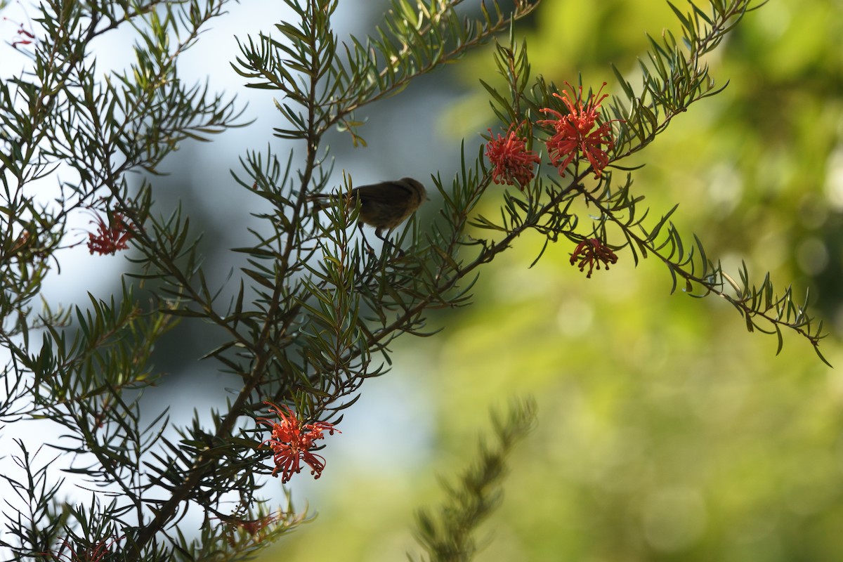 Шиподзьоб бурий - ML646411524