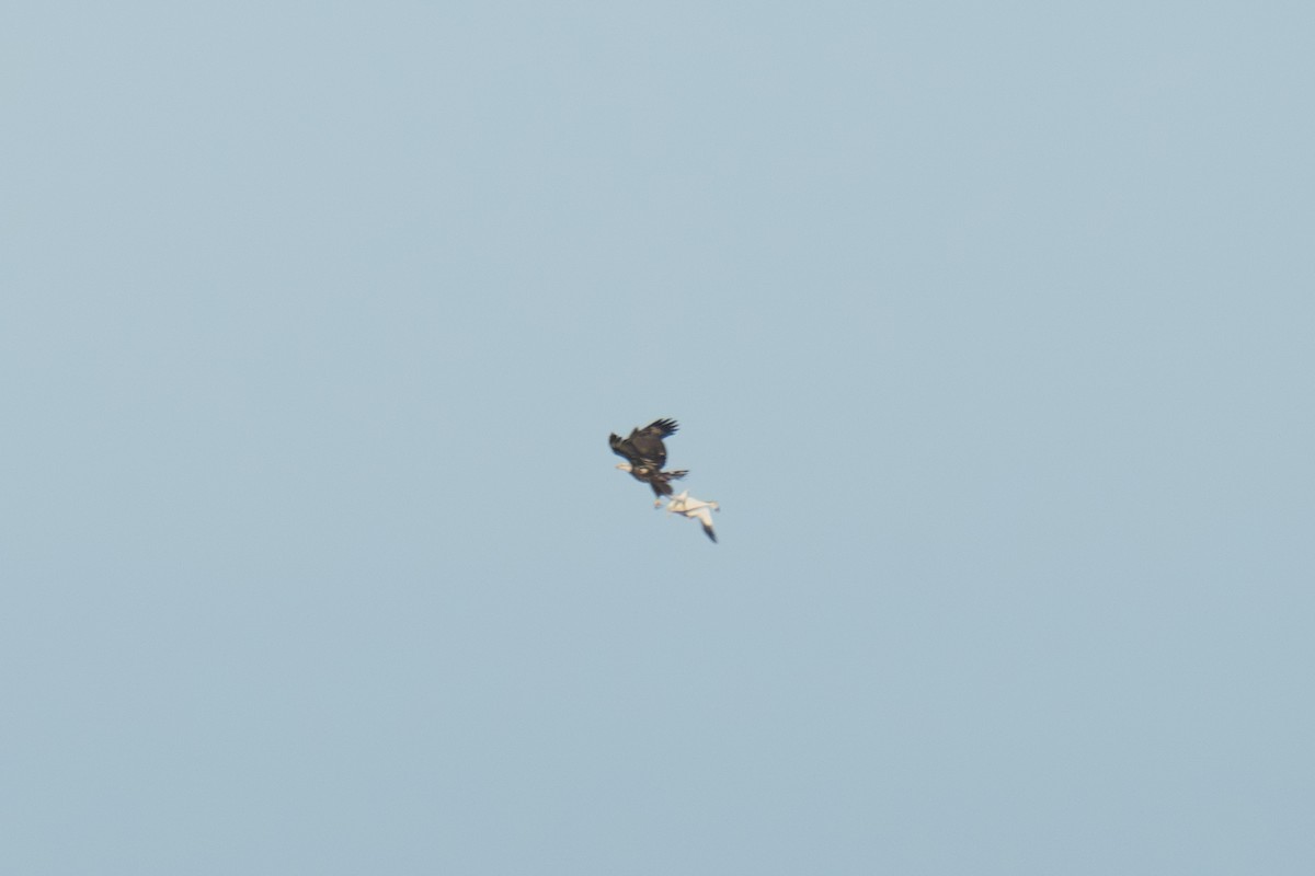 Snow Goose - ML646411526