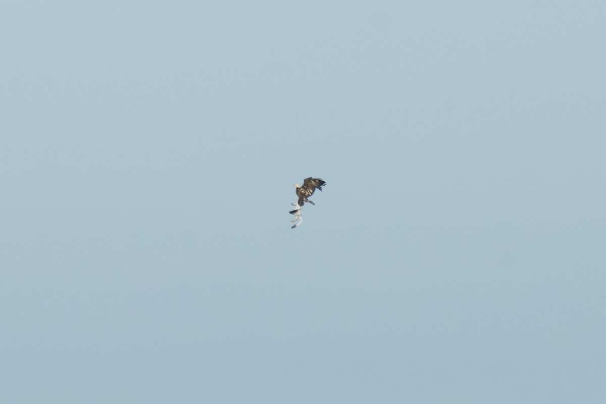 Snow Goose - ML646411527