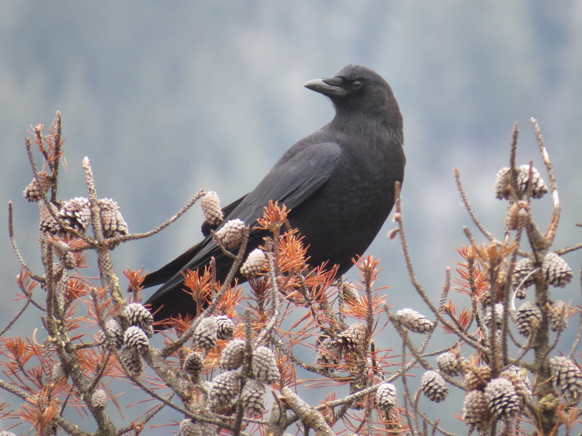 Американская ворона - ML646411528