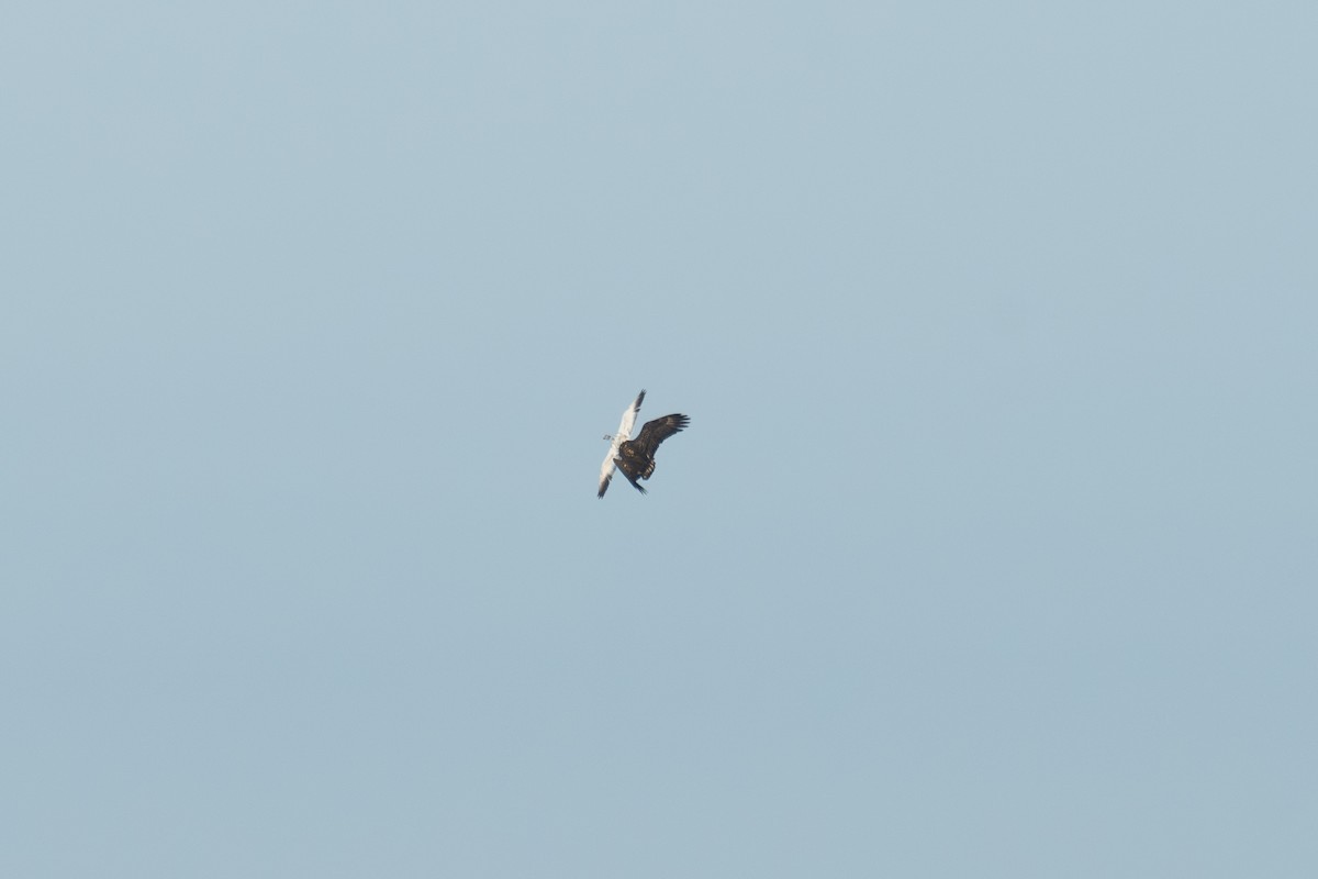 Snow Goose - ML646411529