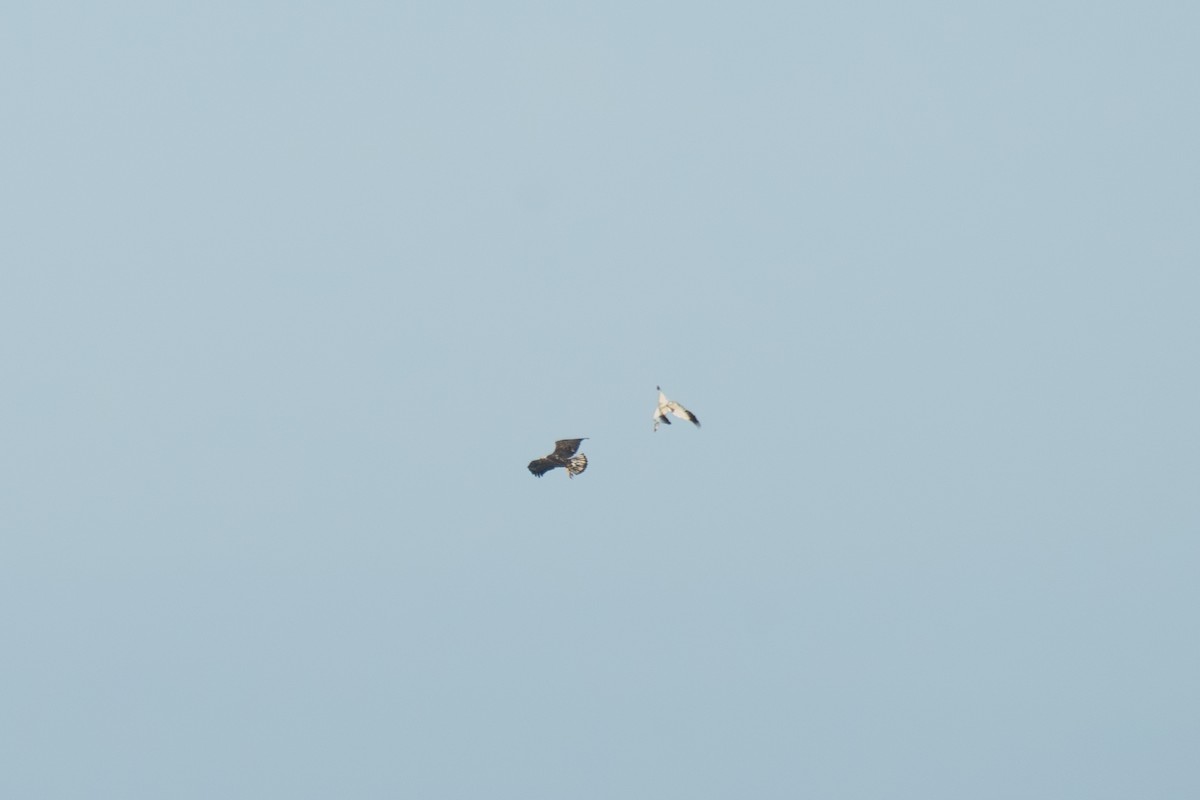 Snow Goose - ML646411531