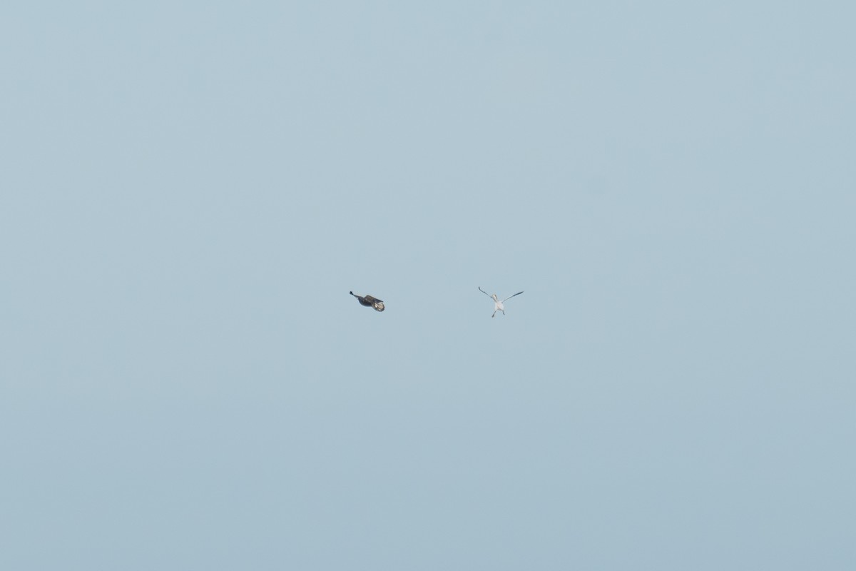 Snow Goose - ML646411532