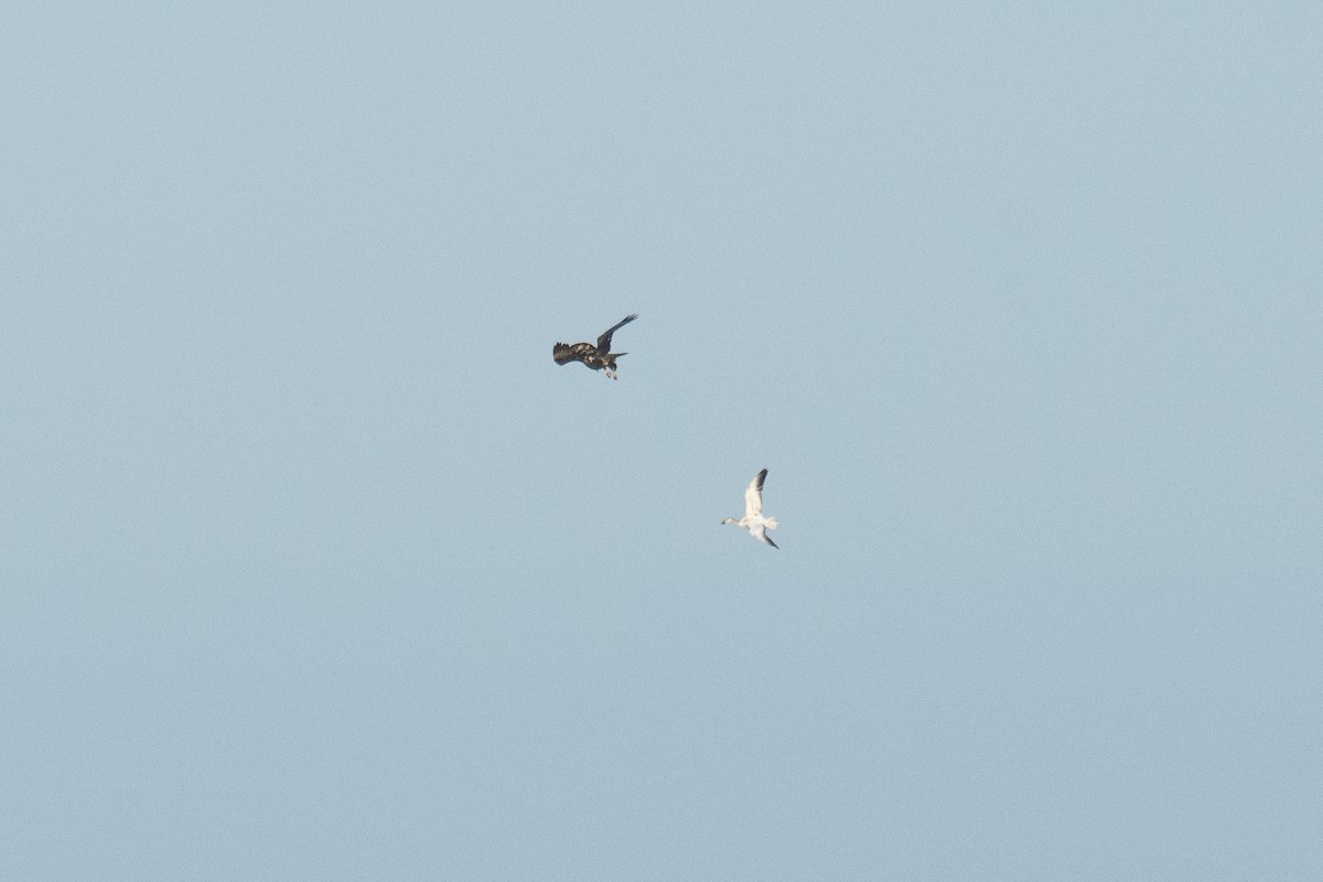 Snow Goose - ML646411534