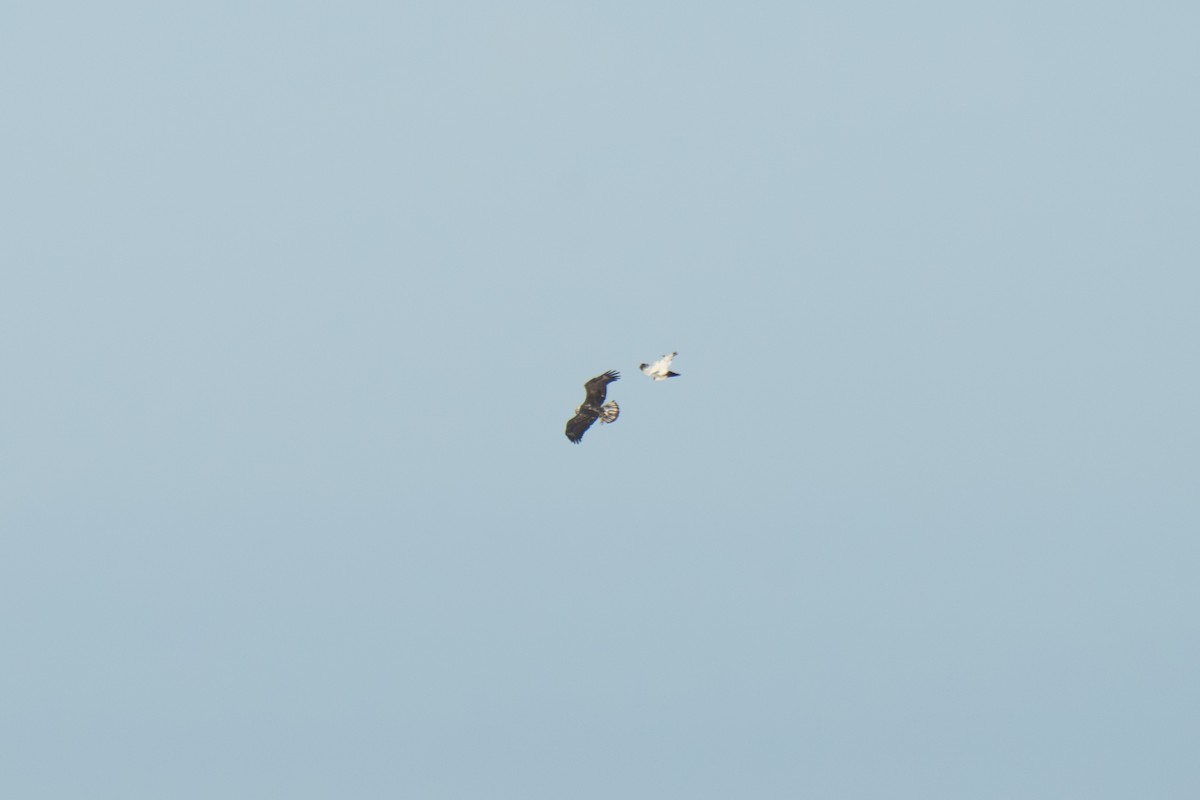 Snow Goose - ML646411535