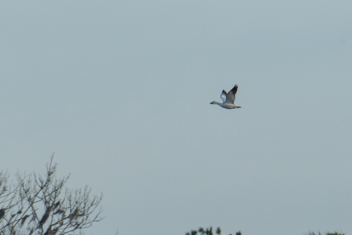 Snow Goose - ML646411536