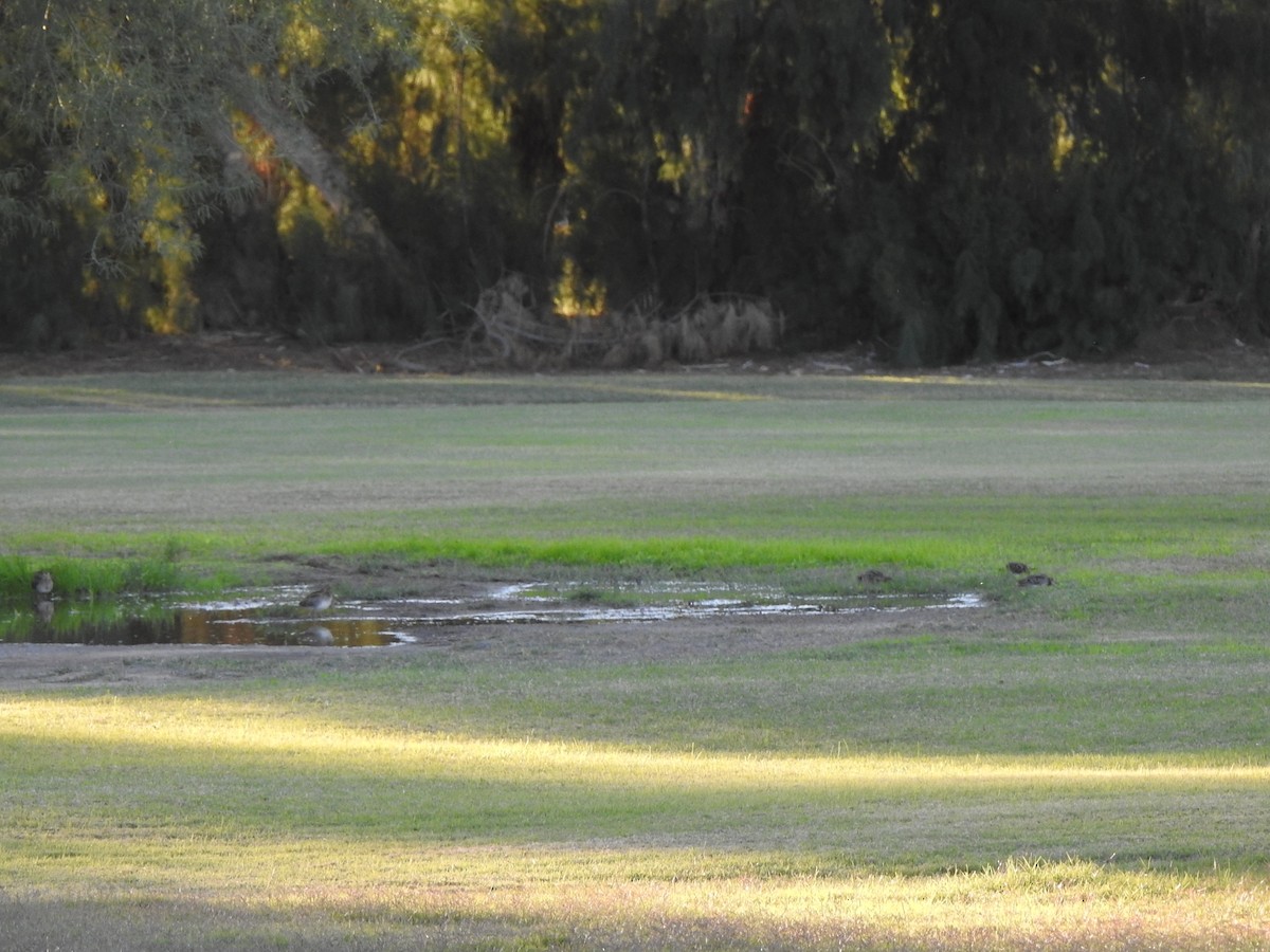 Wilson's Snipe - ML646411537