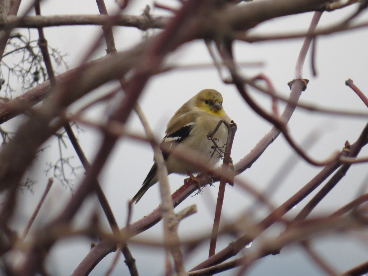 Американский чиж - ML646411539