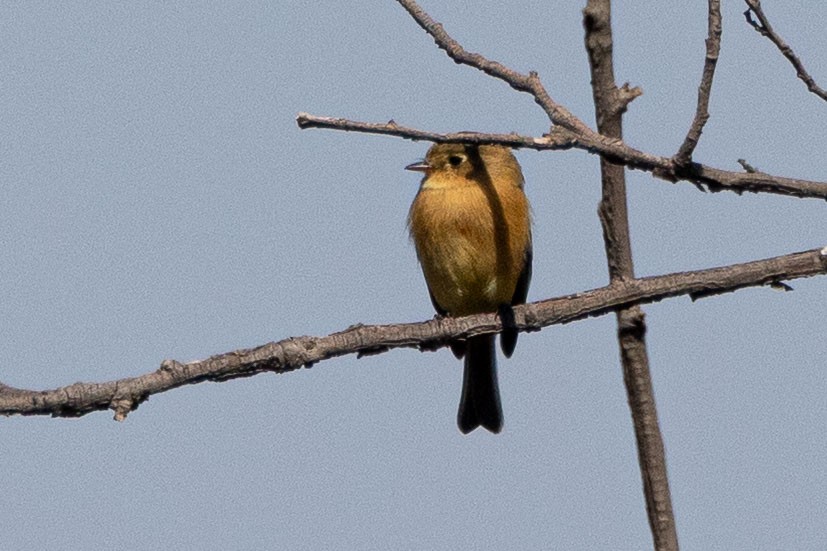 Buff-breasted Flycatcher - ML646411542