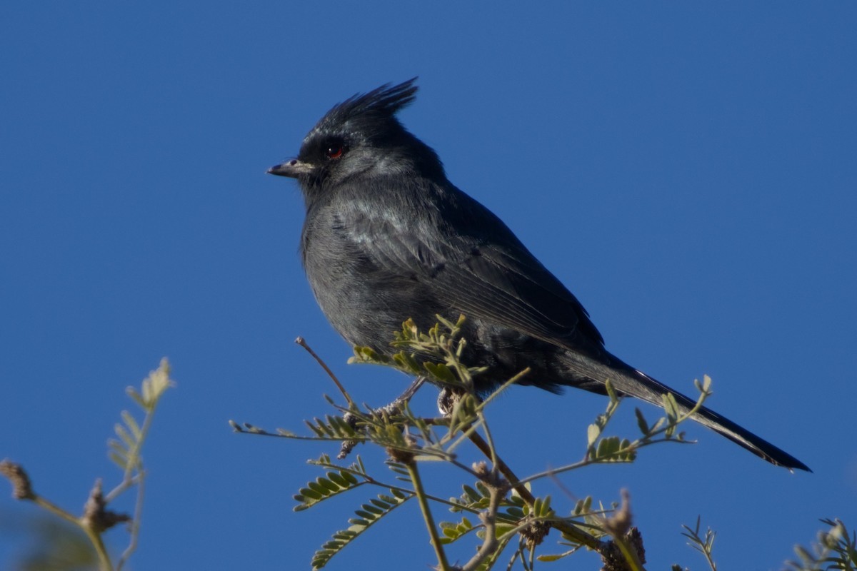 Phainopepla - ML646411544