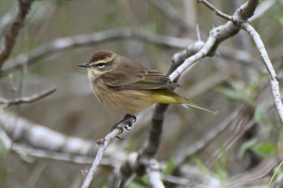 Palm Warbler - ML646411546