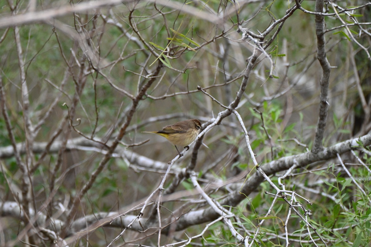 Palm Warbler - ML646411547