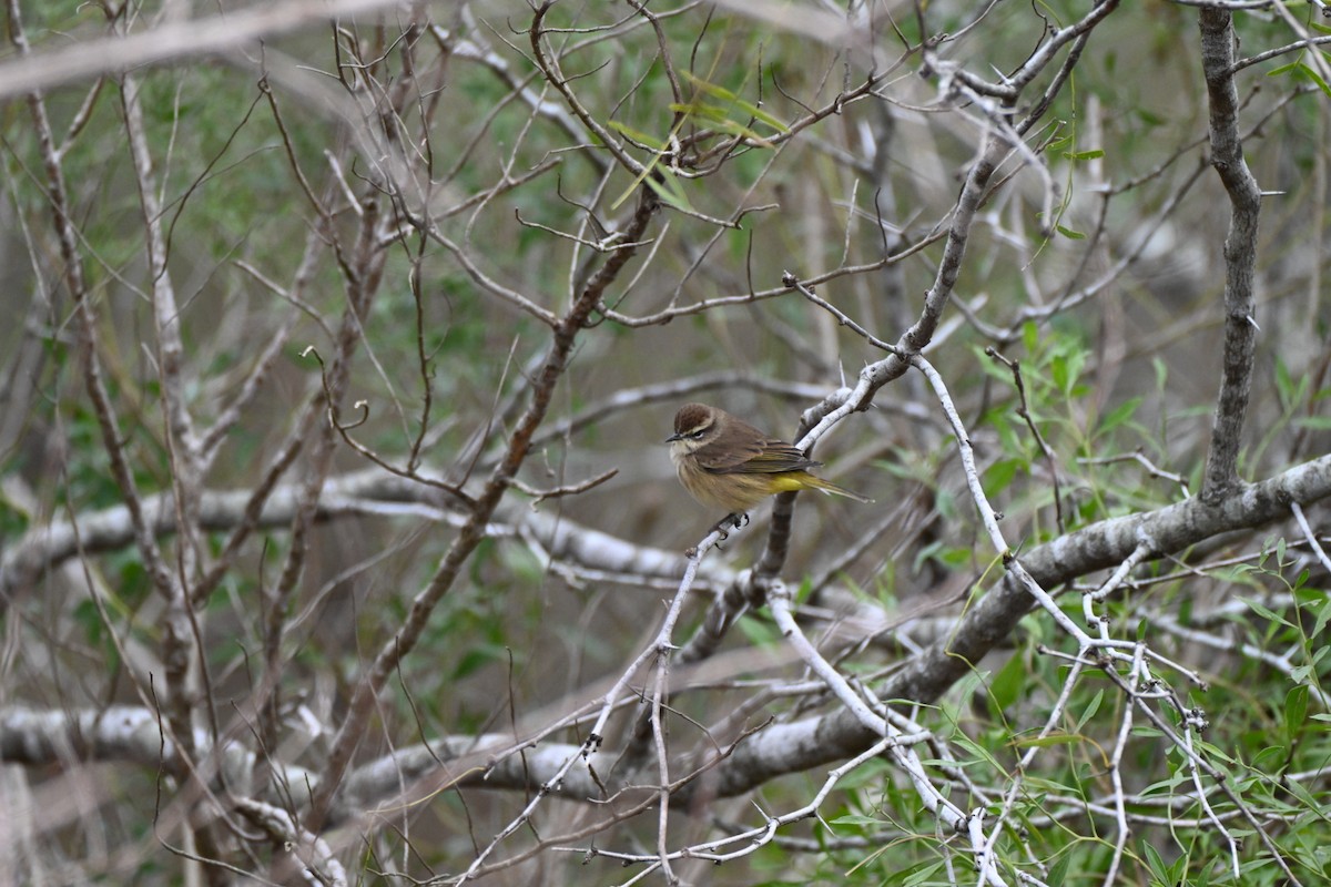 Palm Warbler - ML646411548