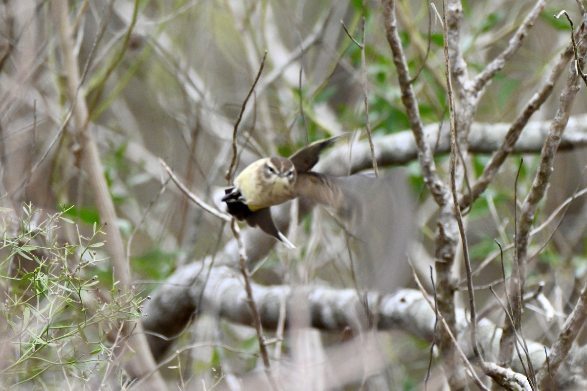 Palm Warbler - ML646411549