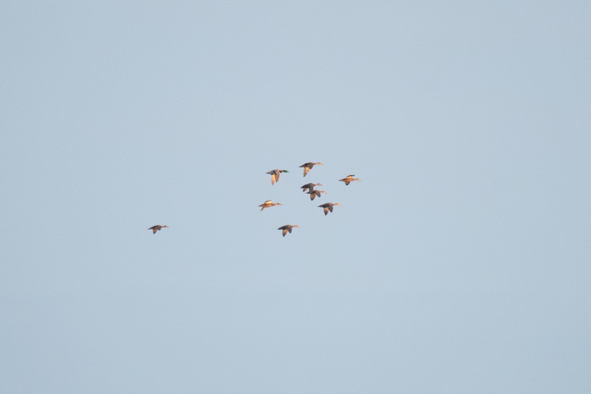 Mallard - ML646411551