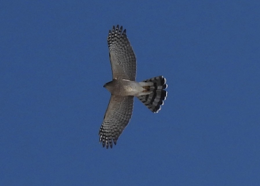 jestřáb americký - ML646411554