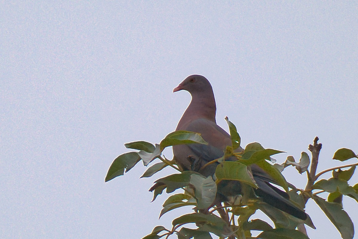 Red-billed Pigeon - ML646411555