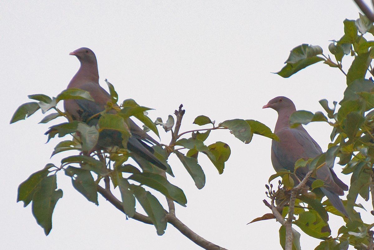 Red-billed Pigeon - ML646411557