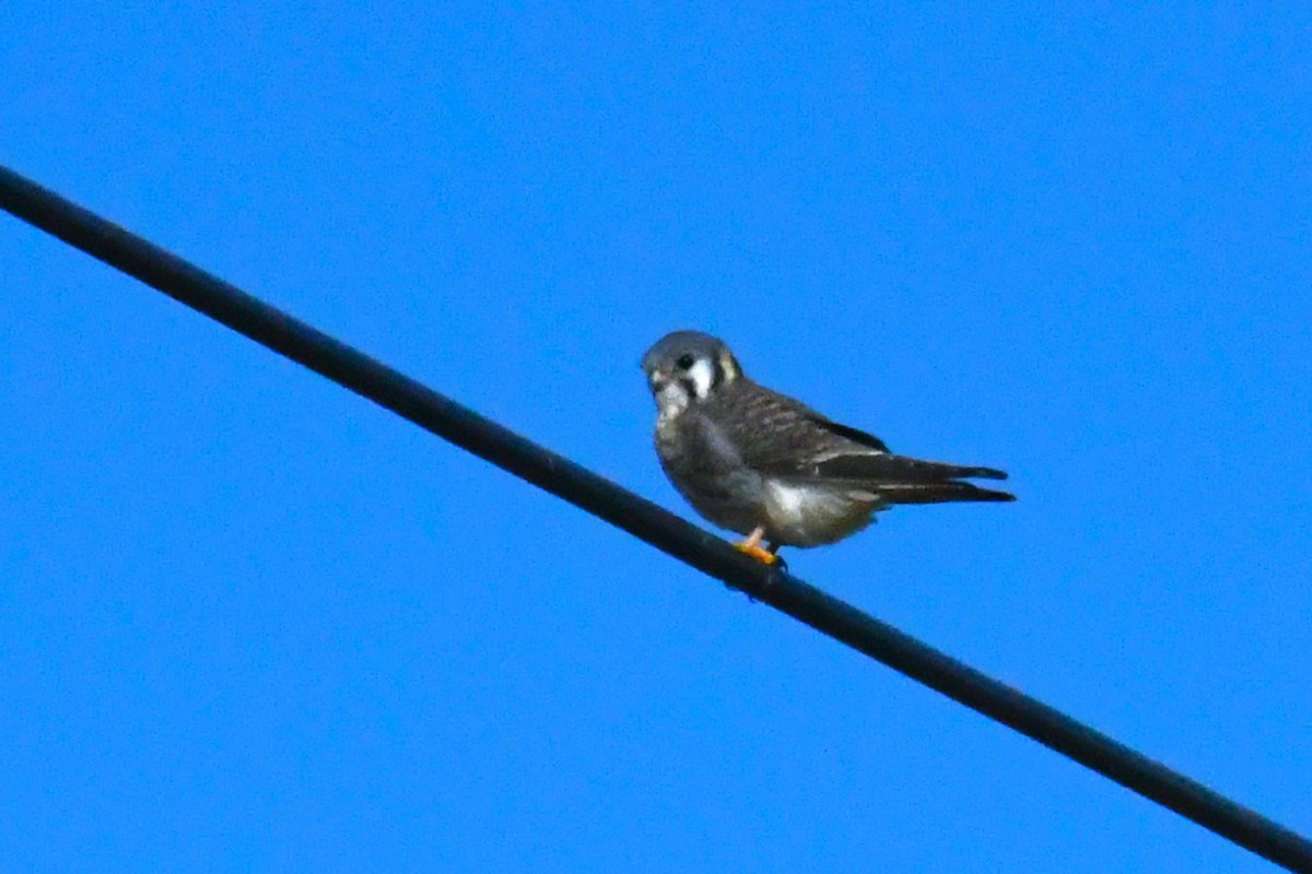 poštolka pestrá - ML646411558