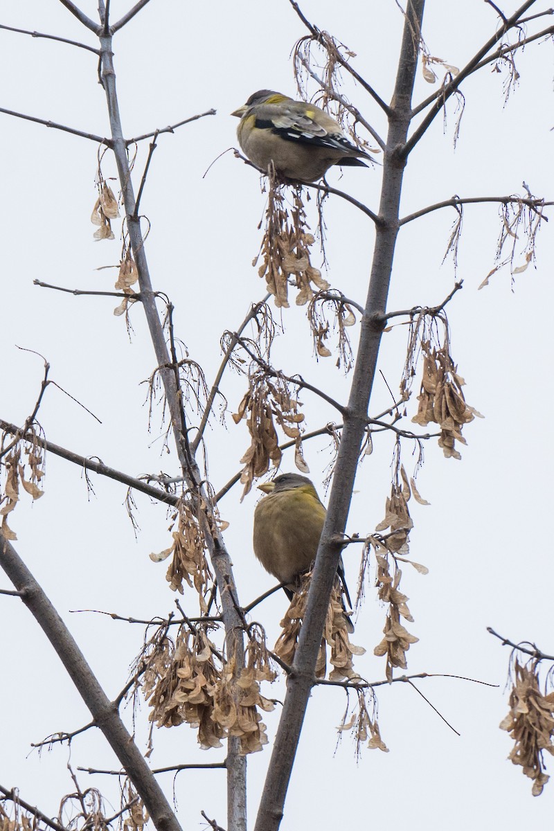 Evening Grosbeak - ML646411559