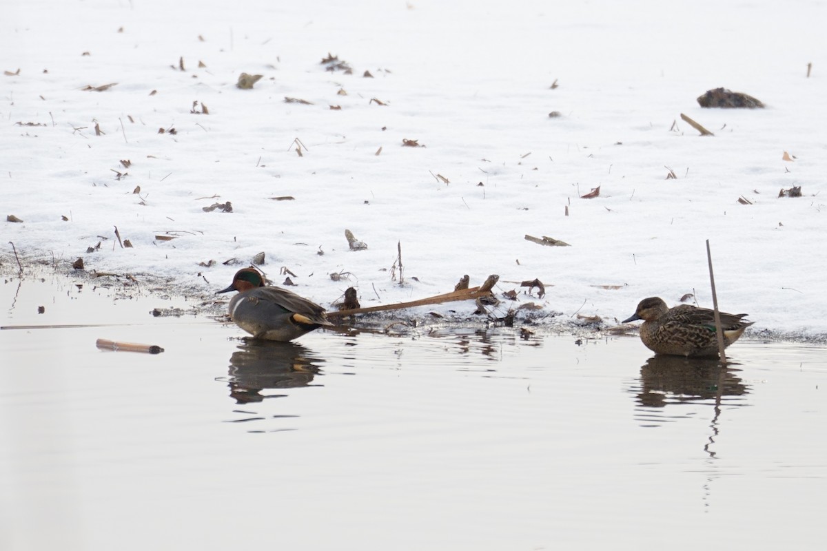 Green-winged Teal - ML646411562