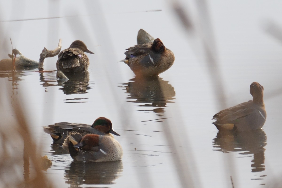 Green-winged Teal - ML646411563