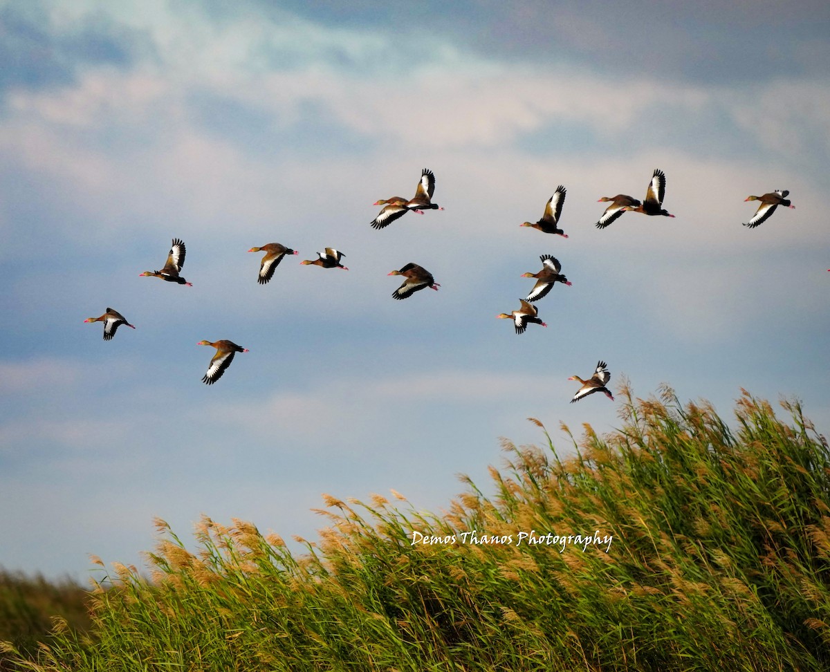 Black-bellied Whistling-Duck - ML646411564