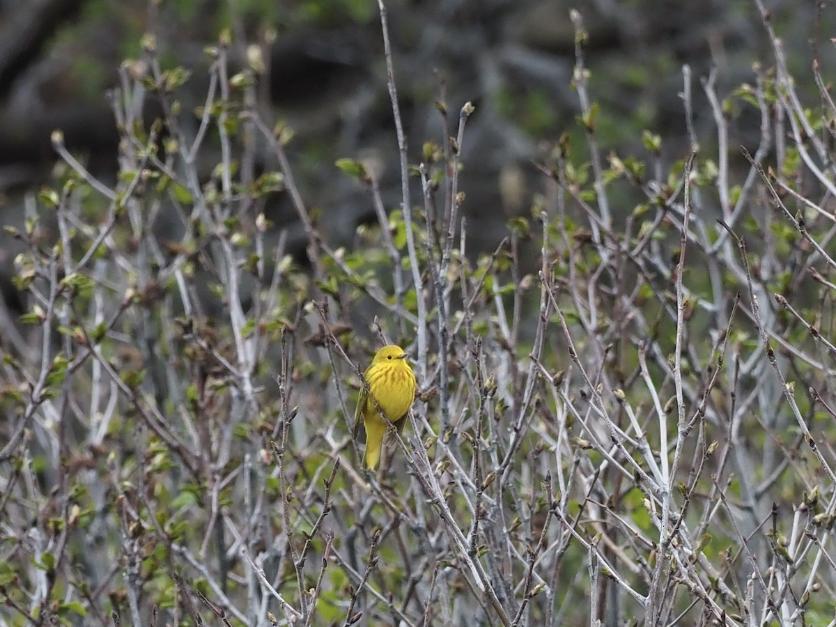 Northern Yellow Warbler - ML646411565