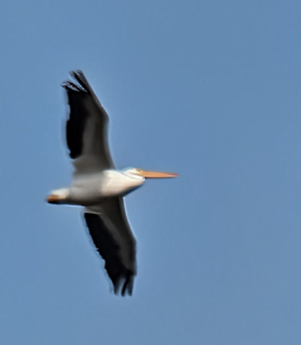 American White Pelican - ML646411569