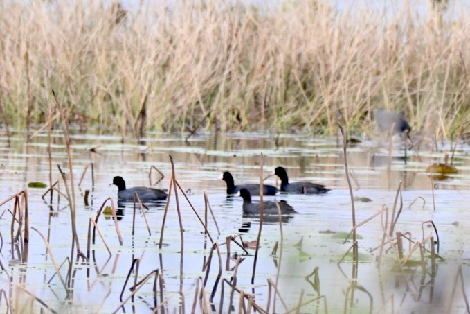 American Coot - ML646411572