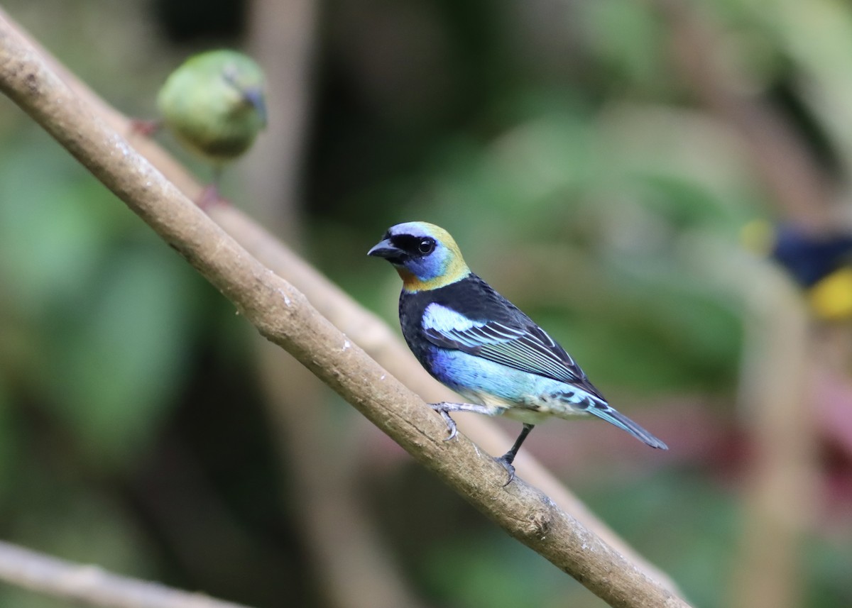 Golden-hooded Tanager - ML646411573