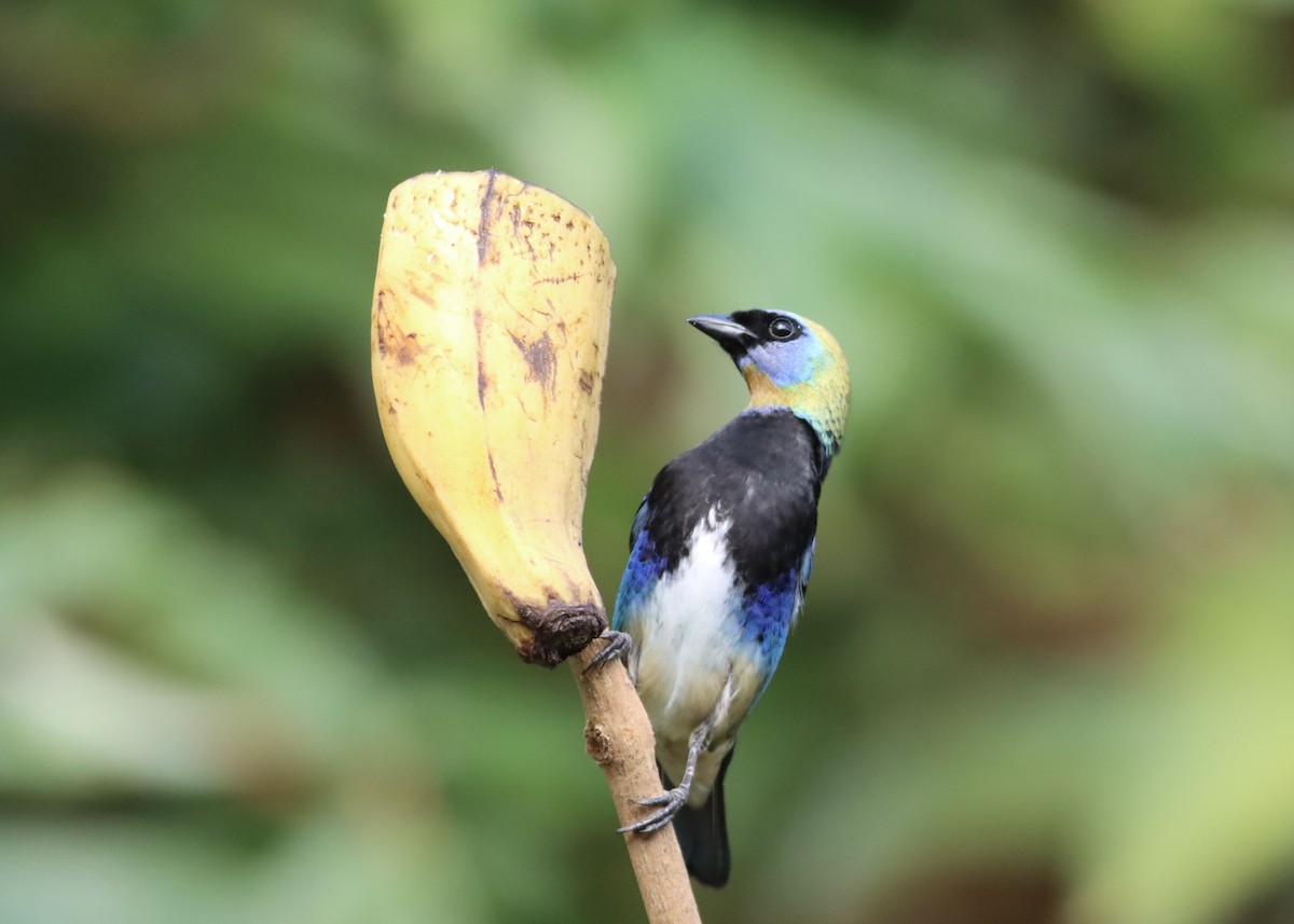Golden-hooded Tanager - ML646411574