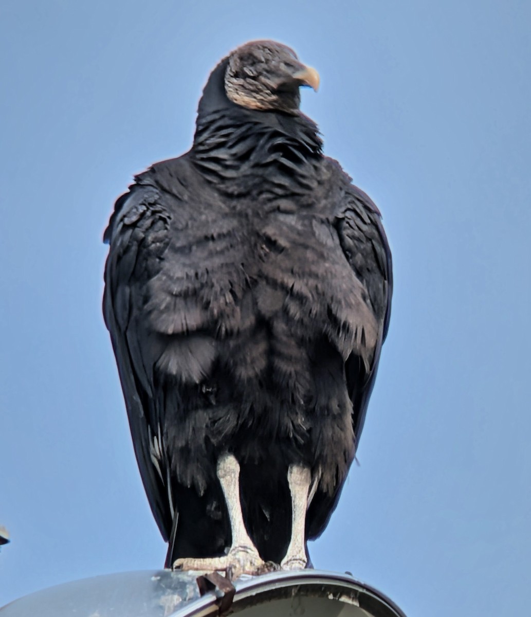 Black Vulture - ML646411577