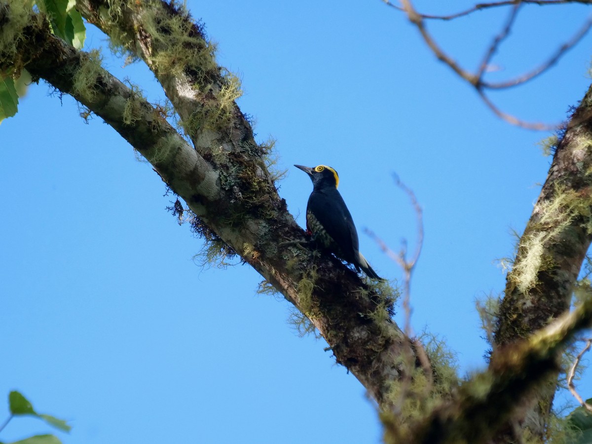 Carpintero Azulado - ML646411578