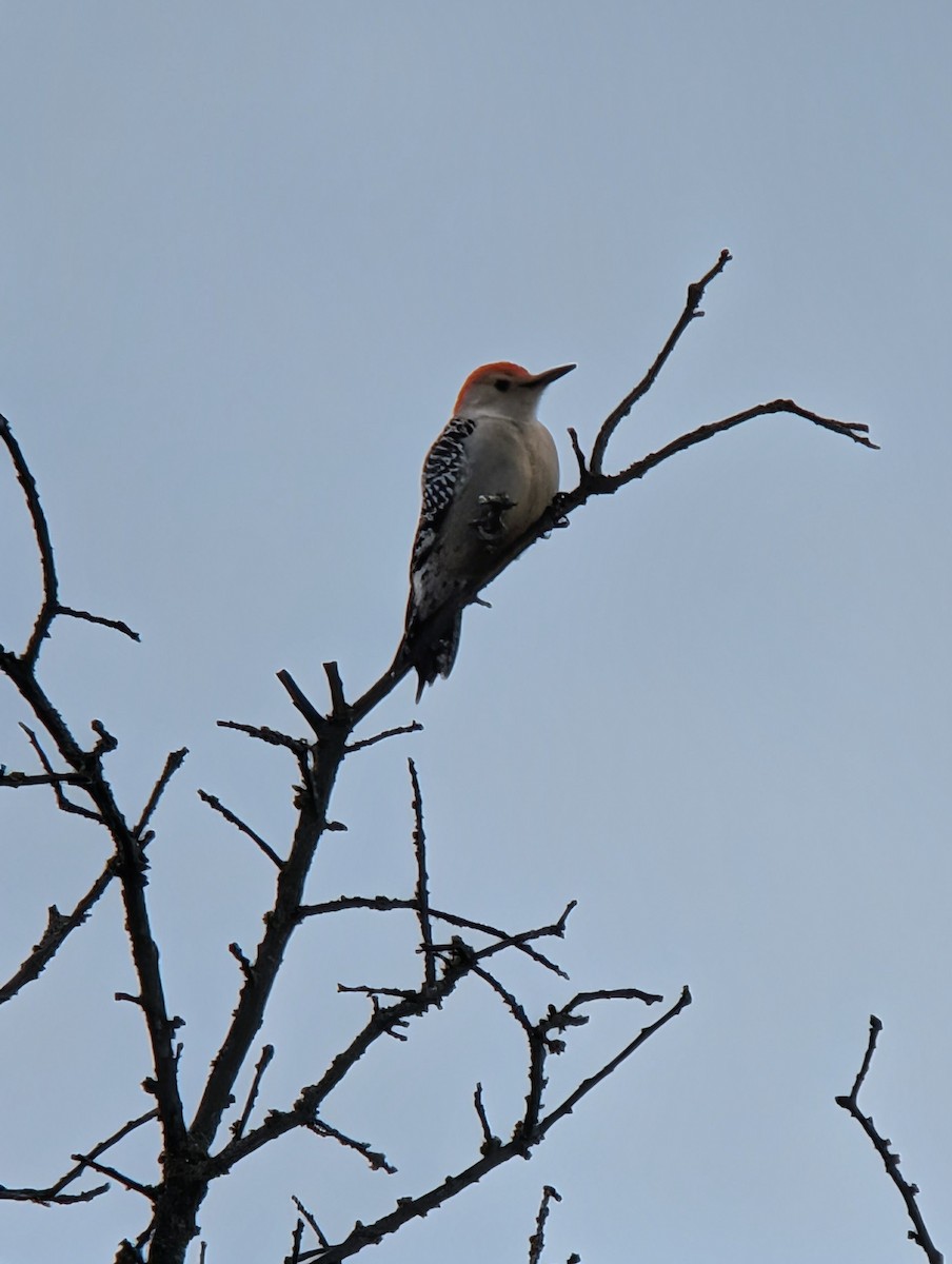 Red-bellied Woodpecker - ML646411580