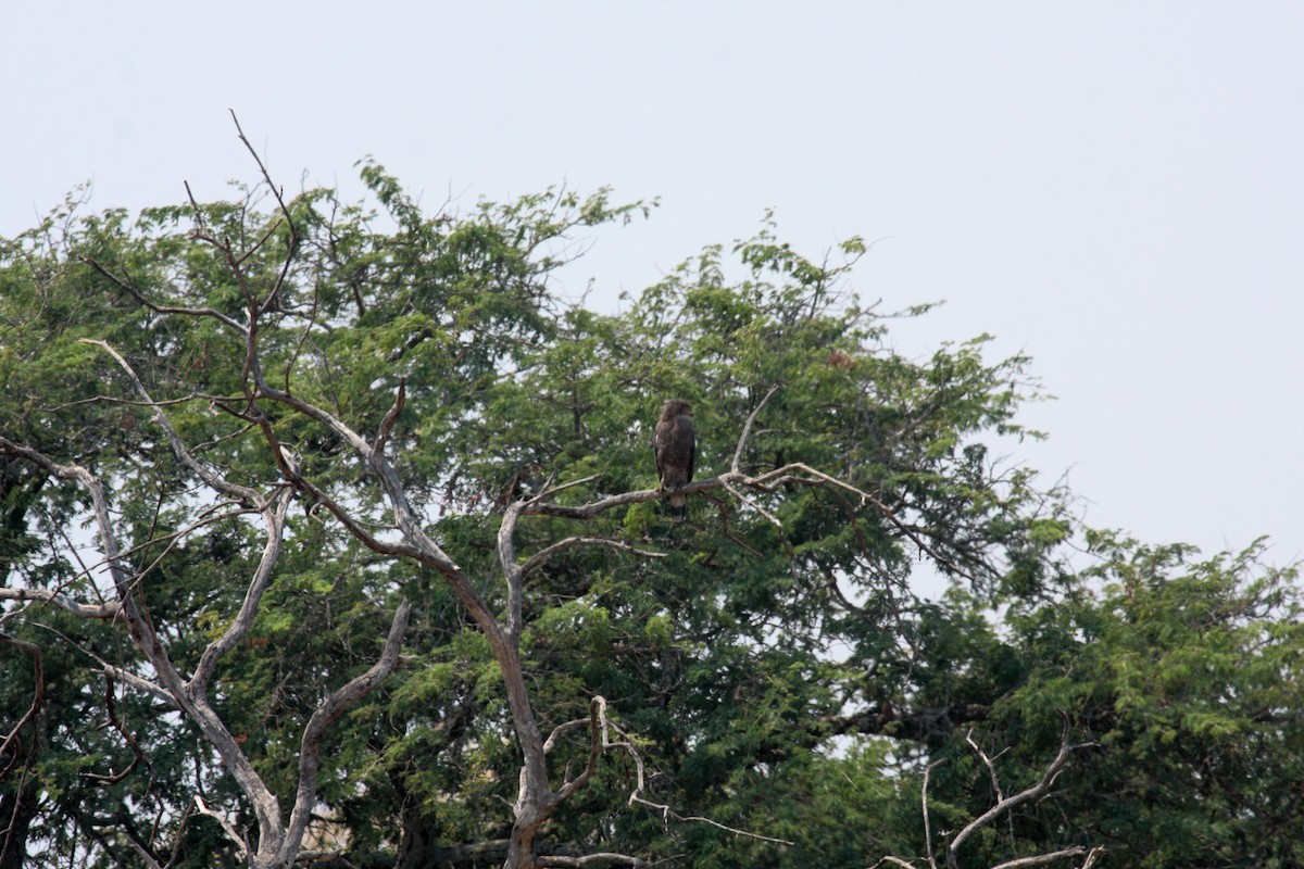 Western Banded Snake-Eagle - ML646411581