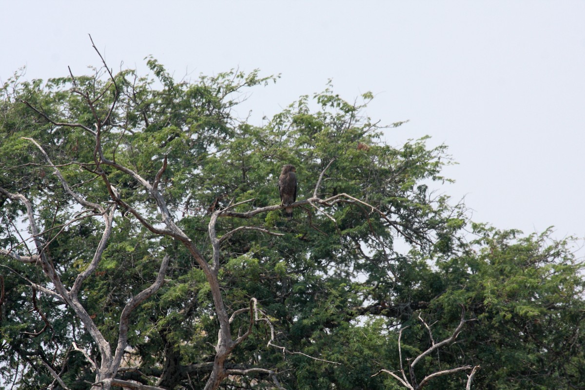Western Banded Snake-Eagle - ML646411582
