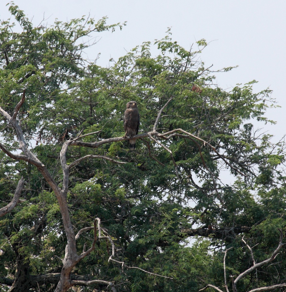 Western Banded Snake-Eagle - ML646411583