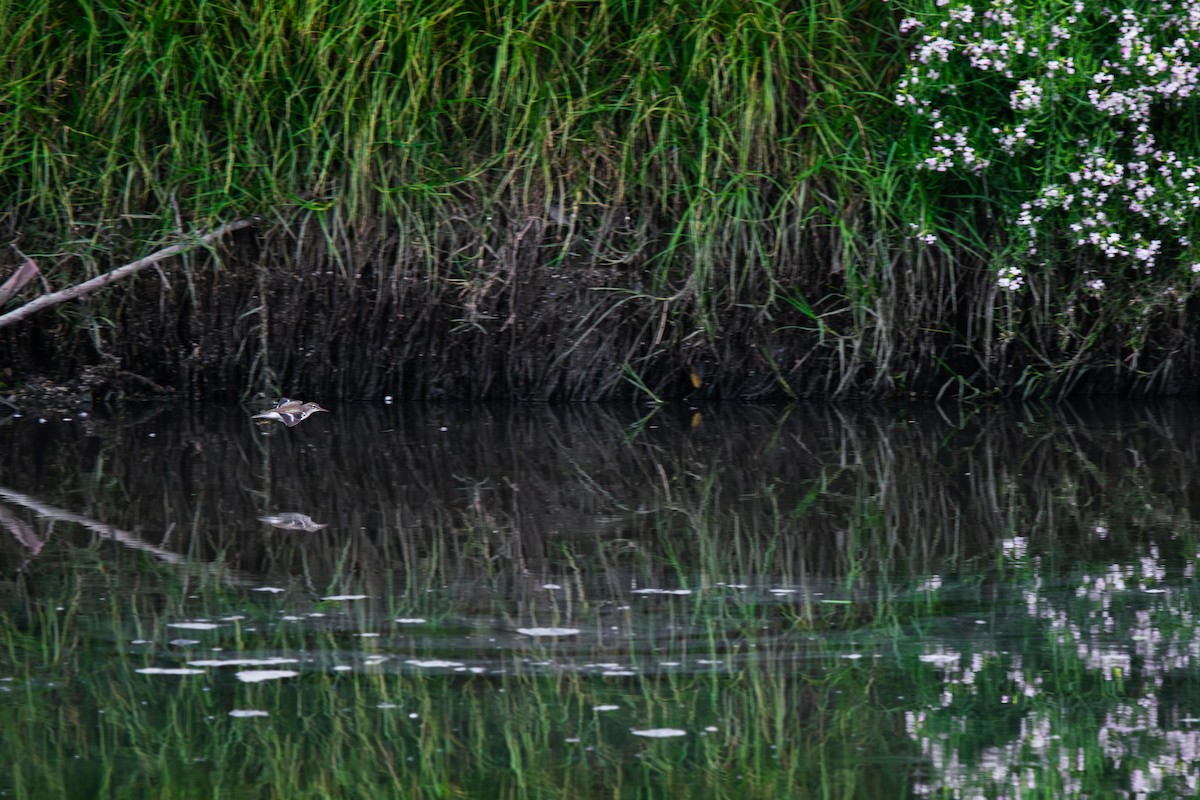 Spotted Sandpiper - ML646411584