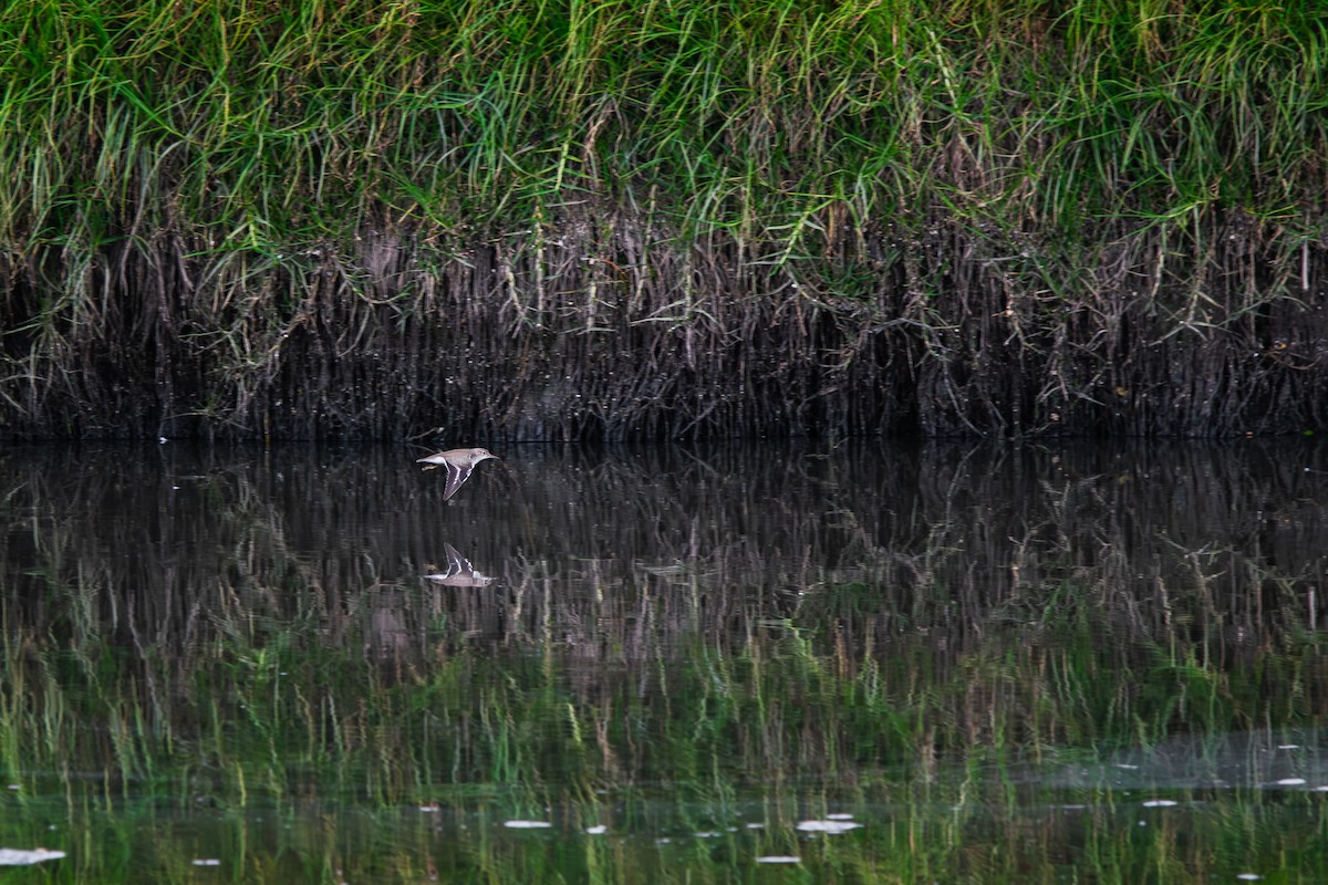 Spotted Sandpiper - ML646411585