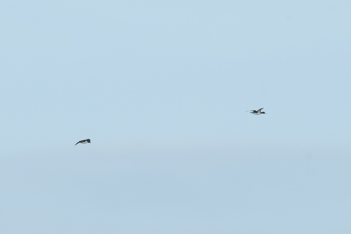 Red-breasted Merganser - ML646411587