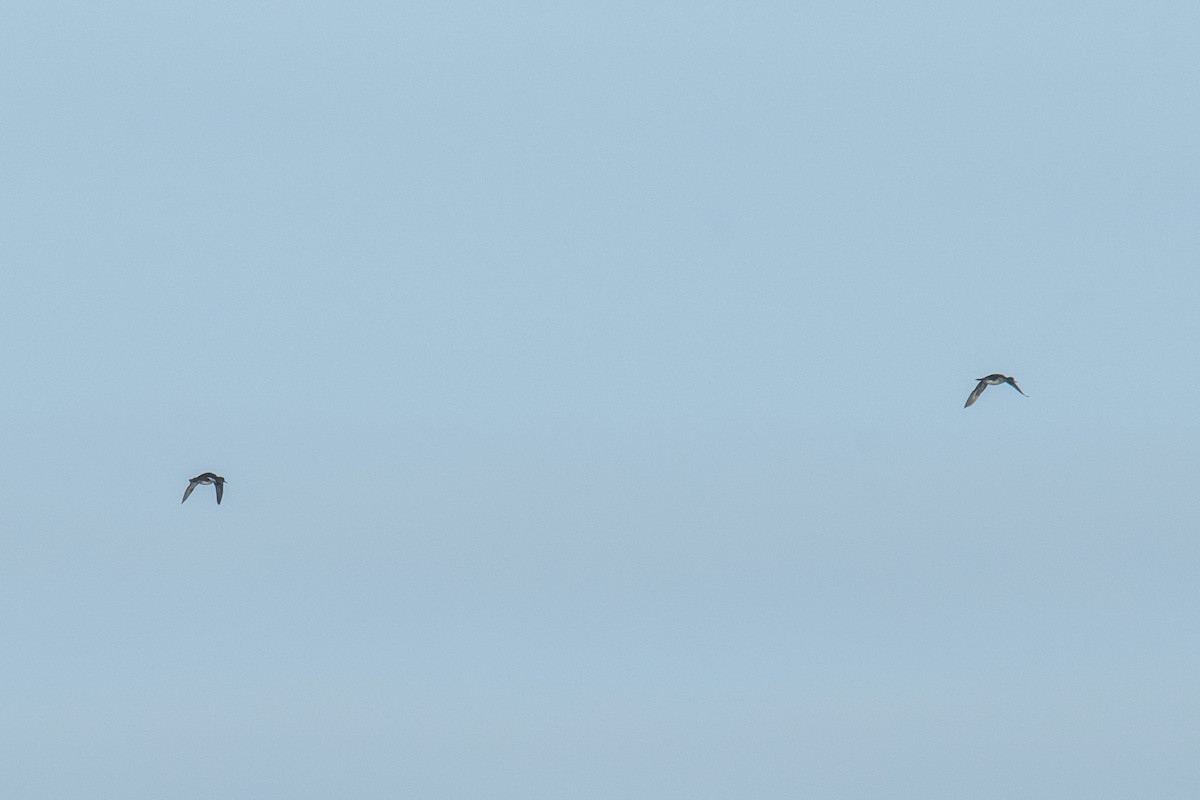 Red-breasted Merganser - ML646411588