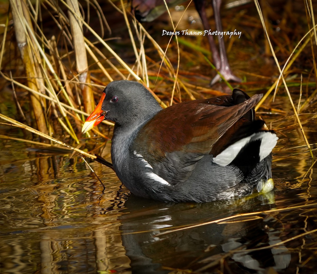 Common Gallinule - ML646411590
