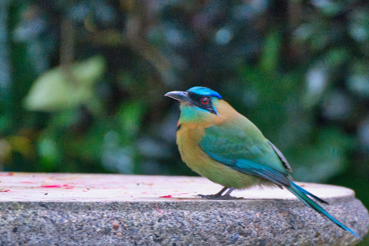 Lesson's Motmot - ML646411591