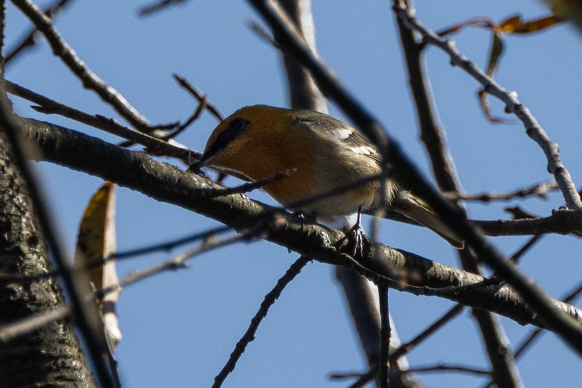 Olive Warbler - ML646411592