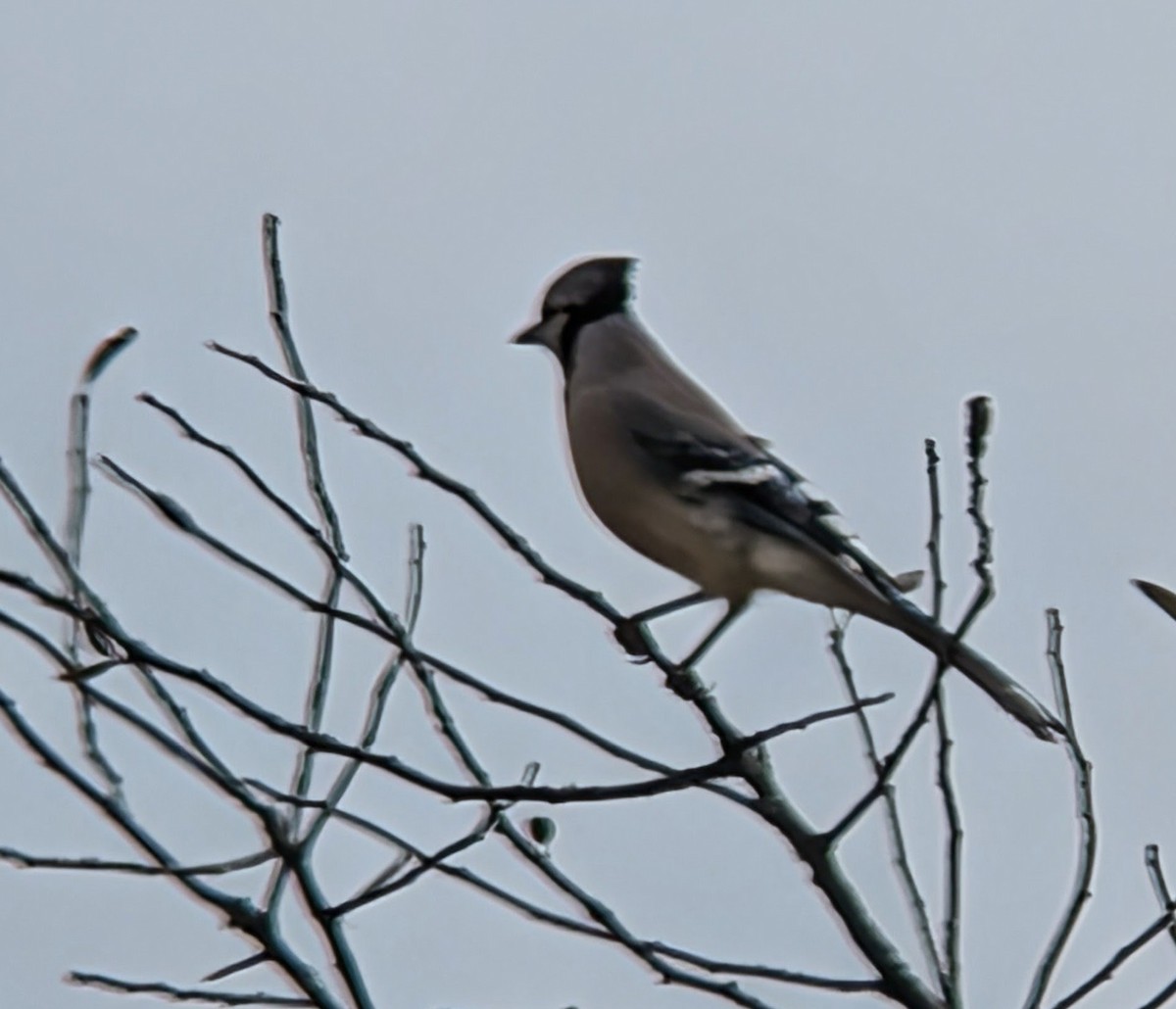 Blue Jay - ML646411593