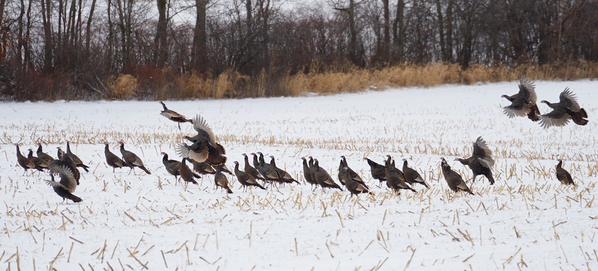 Guajolote Gallipavo - ML646411594